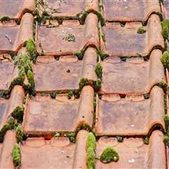 Transform Your Home with Expert Roof Moss Removal