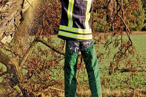 Tree Removal in Portland: Protecting Landscapes While Preserving the Beauty of Natural Stone..