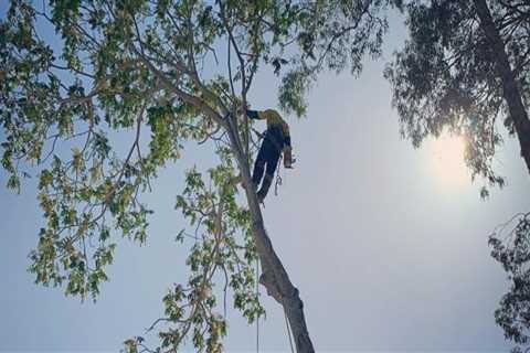 The Essential Benefits of Professional Tree Maintenance for Real Estate Assets