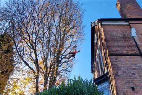 Enhancing Tree Health and Longevity: The Role of Maintenance in Real Estate Assets