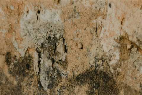 Keep Your Las Vegas Home Mold-Free with Expert Inspections
