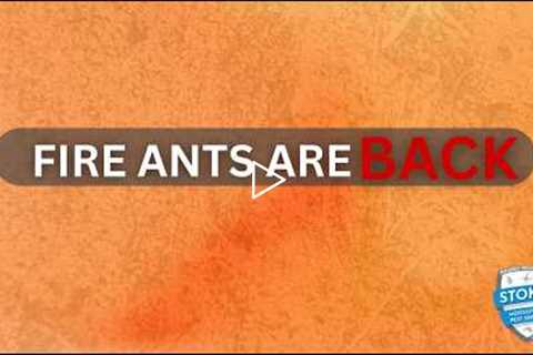 When Fire Ants Start in the CSRA