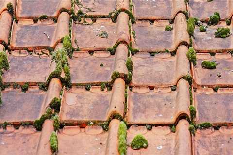 Transform Your Home with Expert Roof Moss Removal