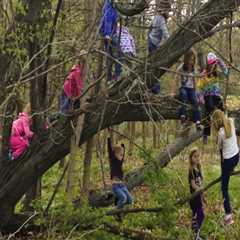 Understanding Tree Safety: Is Climbing Trees Safe?