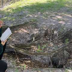 Essential Elements of a Tree Risk Assessment Report