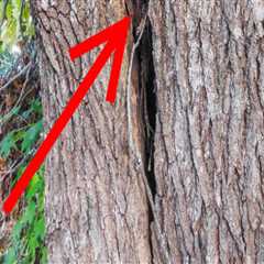 Essential Safety Precautions for Tree Inspections