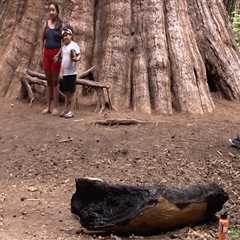 Understanding Tree Safety Regulations and Laws in the United States