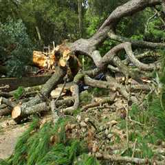 Safe Strategies for Removing Fallen Branches After a Storm