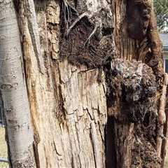 Evaluating Tree Health: A Comprehensive Approach to Tree Risk Assessment