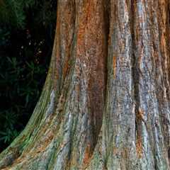 The Importance of Tree Inspections for Effective Tree Maintenance and Care