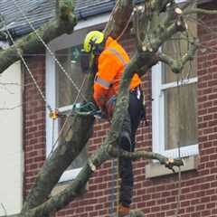 Understanding the Role of Tree Inspections in Fire Risk Management
