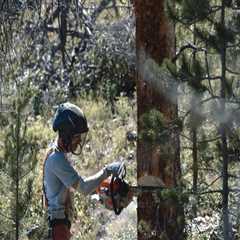 Effective Strategies to Mitigate Fire Damage Risks to Trees After Inspections