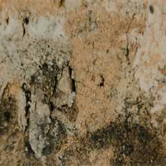 Mold Removal in Mt Pleasant, SC: Why Roof Restoration Matters More Than You Think