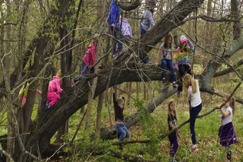 Understanding Tree Safety: Is Climbing Trees Safe?