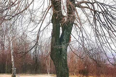 Identifying Common Issues During a Tree Inspection