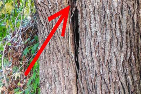 Essential Safety Precautions for Tree Inspections