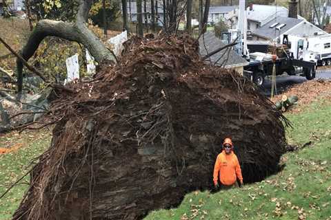 Understanding the Impact of Weather on Tree Risk Assessment