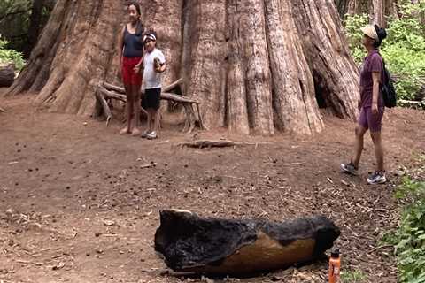 Understanding Tree Safety Regulations and Laws in the United States