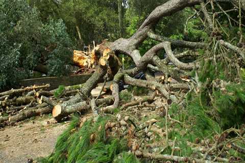 Safe Strategies for Removing Fallen Branches After a Storm