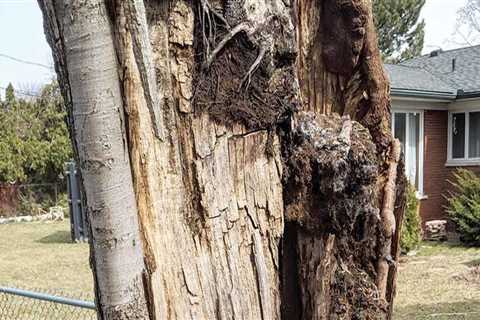 Evaluating Tree Health: A Comprehensive Approach to Tree Risk Assessment