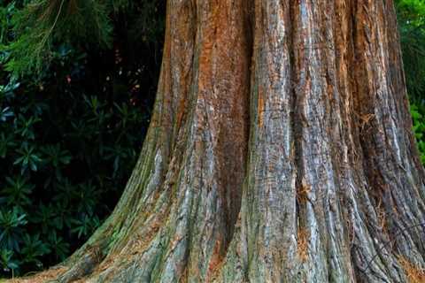 The Importance of Tree Inspections for Effective Tree Maintenance and Care