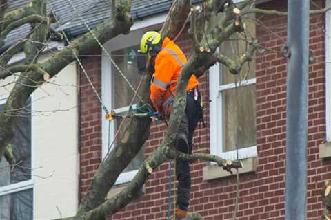 Understanding the Role of Tree Inspections in Fire Risk Management