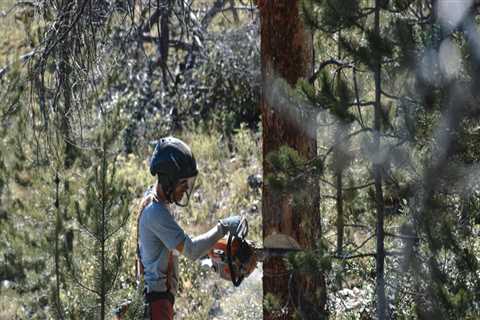Effective Strategies to Mitigate Fire Damage Risks to Trees After Inspections