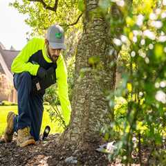 Arborist Solutions for Homeowners Getting Ready to Relocate