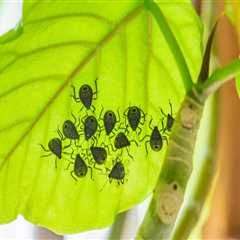 Common Indoor Pests That Thrive in Poorly Maintained Outdoor Spaces