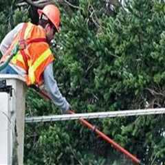Tree Care Services Essentials to Maintain Clearance Around Electrical Lines