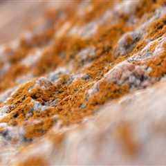 Protect Your Home with Natural Stone and Professional Mold Removal