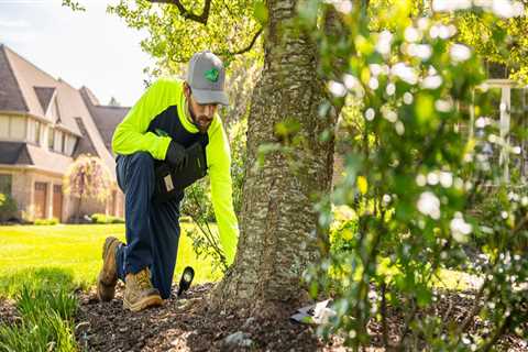Arborist Solutions for Homeowners Getting Ready to Relocate