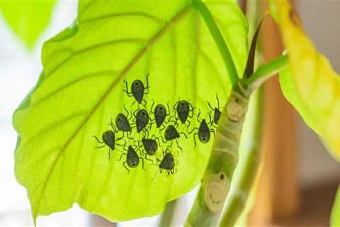 Common Indoor Pests That Thrive in Poorly Maintained Outdoor Spaces