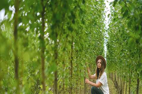 Transform Your Lawn with Tree Planting in Maysville, WV