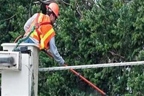 Tree Care Services Essentials to Maintain Clearance Around Electrical Lines