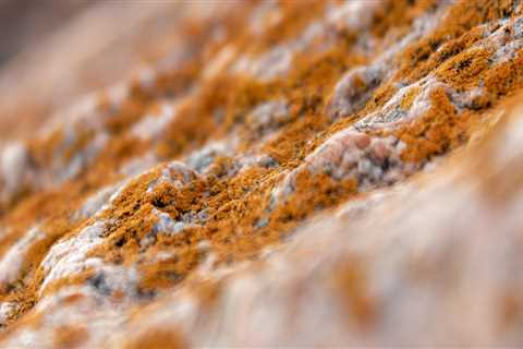 Protect Your Home with Natural Stone and Professional Mold Removal