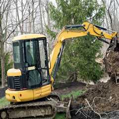 Understanding the Costs Involved in Tree Excavation