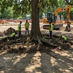 Understanding Tree Excavation: Do You Need a Permit?