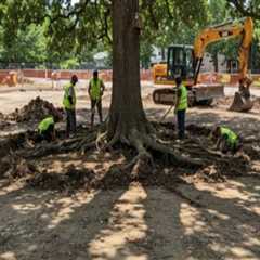 Understanding the Importance of Tree Excavation