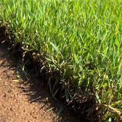 Assessing Turf Health: Key Metrics and Best Practices for Turf Management