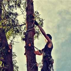 Essential Groundskeeping & Emergency Tree Removal Tips
