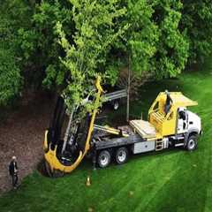 Enhance Property Value with Tree Maintenance & Appliance Hauling