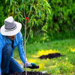 How a Tree Library Improves Landscape Planning and Tree Care in Maysville, WV