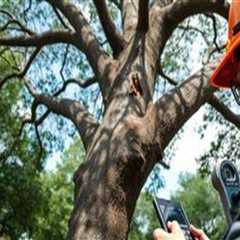 Why Tree Risk Assessment Is Important Before Renovation and Relocation Projects