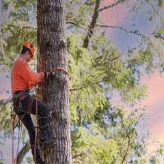 Why Sustainable Arboriculture Often Includes Recommendations for Surface Maintenance