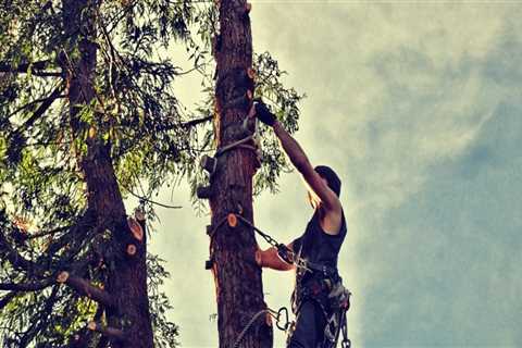 Essential Groundskeeping & Emergency Tree Removal Tips