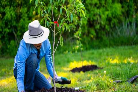 How a Tree Library Improves Landscape Planning and Tree Care in Maysville, WV