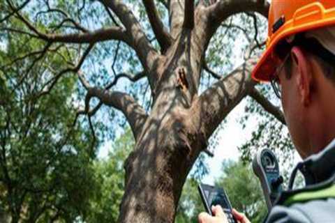 Why Tree Risk Assessment Is Important Before Renovation and Relocation Projects