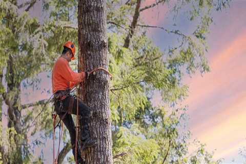 Why Sustainable Arboriculture Often Includes Recommendations for Surface Maintenance