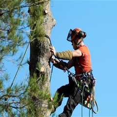 Enhance Your Landscape with Professional Tree Services